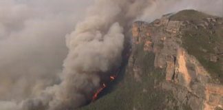 Forest Fire