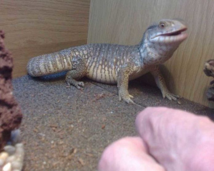 giant-lizard_1467181148