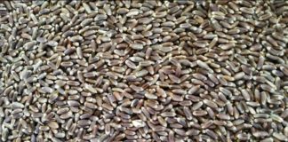 black wheat