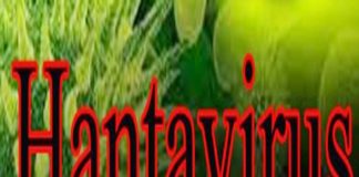 hantavirus हंतावायरस