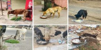 बेजुबान पशुओं का पेट भरती रक्षा संस्था,voiceless animal