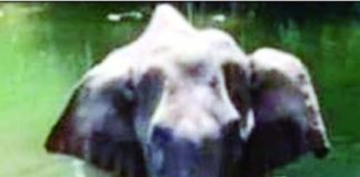 Kerala pregnant elephant case