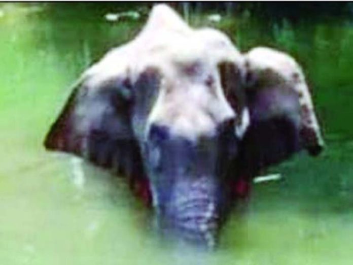 Kerala pregnant elephant case Kerala pregnant elephant case