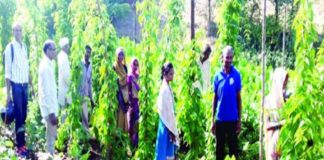 100 farmers of Rajasthan get additional income from DS group