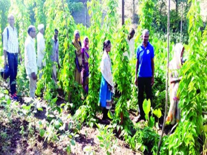 100 farmers of Rajasthan get additional income from DS group 100 farmers of Rajasthan get additional income from DS group