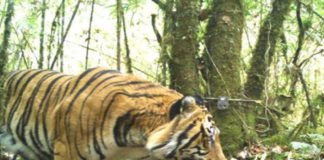 Census of tigers in India, new world record to be the world's largest camera trap wildlife survey