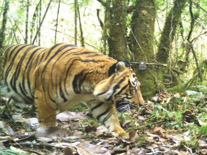 Census of tigers in India, new world record to be the world's largest camera trap wildlife survey Census of tigers in India, new world record to be the world's largest camera trap wildlife survey