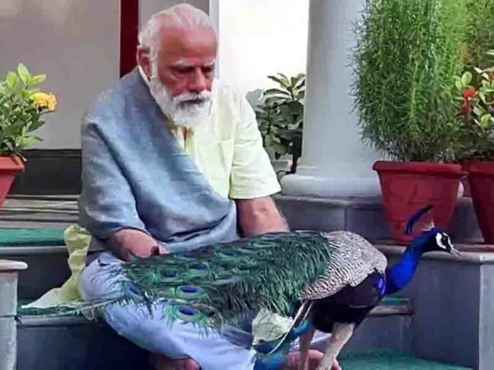 Video of Prime Minister Modi feeding peacock grain is viral