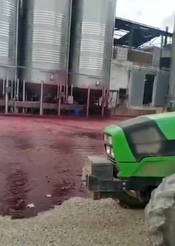 स्पेन में वाइन की फैक्ट्री का कंटेनर फटा, पानी की तरह बह गई 50 हजार लीटर रेड वाइन