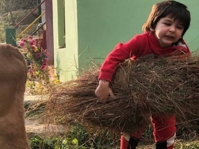 taimur-ali-khan