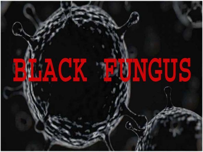 black fungus