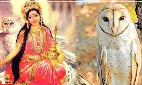 उल्लू मां लक्ष्मी का वाहन