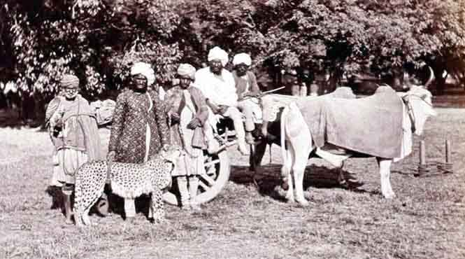 चीते चीते
