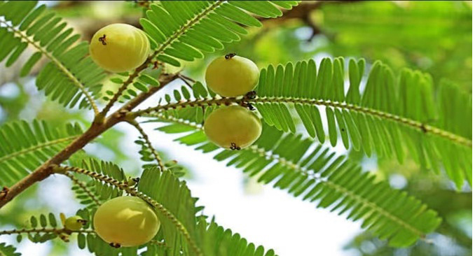 अक्षय नवमी अक्षय नवमी