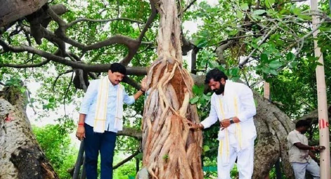 नीम