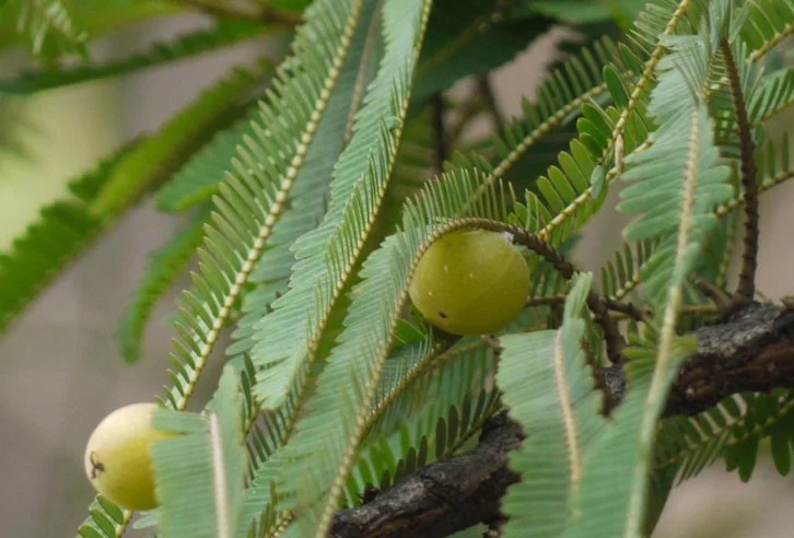 आंवला