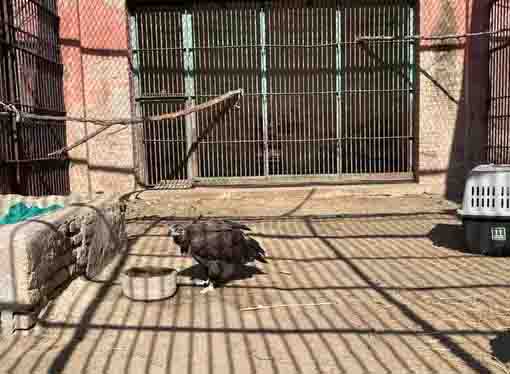 सिनेरियस प्रजाति का गिद्ध सिनेरियस प्रजाति का गिद्ध