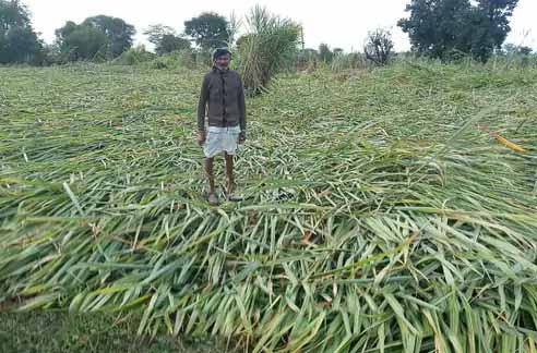 बूंदी नैनवां क्षेत्र के मानपुरा गांव में तेज हवा के साथ हुई बारिश और ओलावृष्टि से किसानों के खेत में गन्ने की फसल ऑडी पड़ गई।