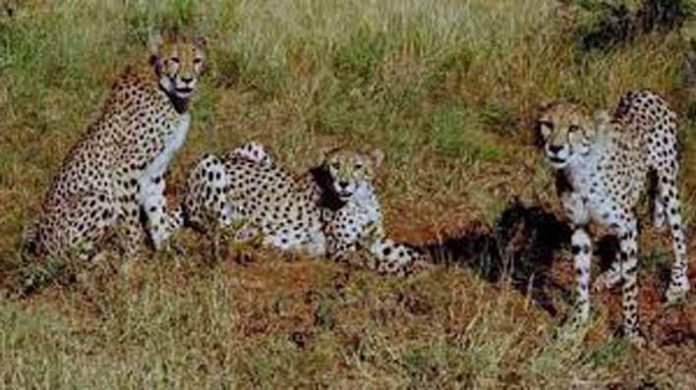 African cheetahs African cheetahs