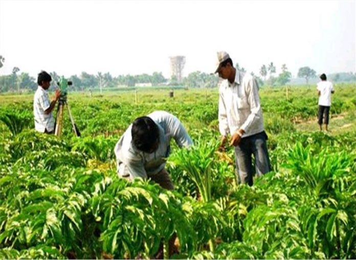 Agriculture Sector Agriculture Sector