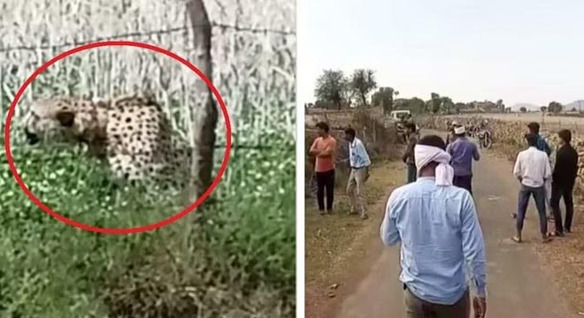 चीता चीता