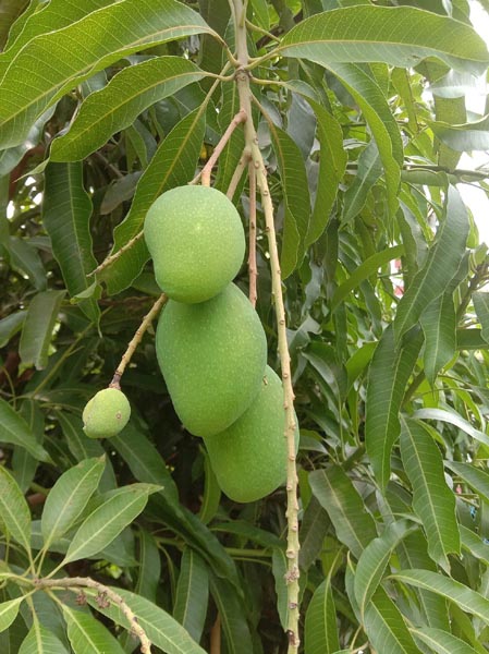 आम
