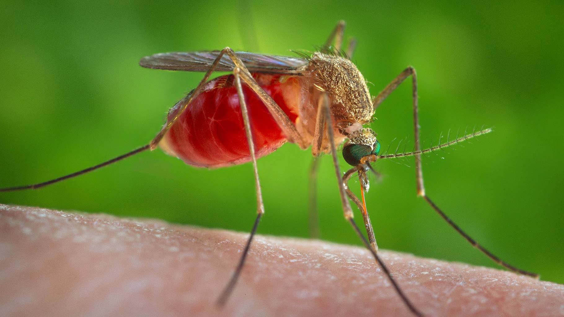 मच्छरों से कैसे बचें