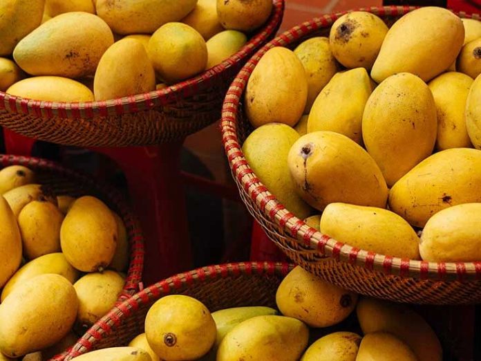 आम का अधिक सेवन नुकसानदायक क्यों आम का अधिक सेवन नुकसानदायक क्यों