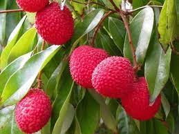 लीची