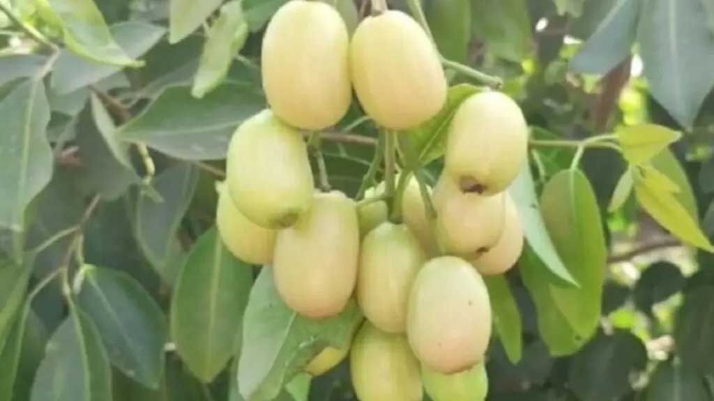 सफेद जामुन