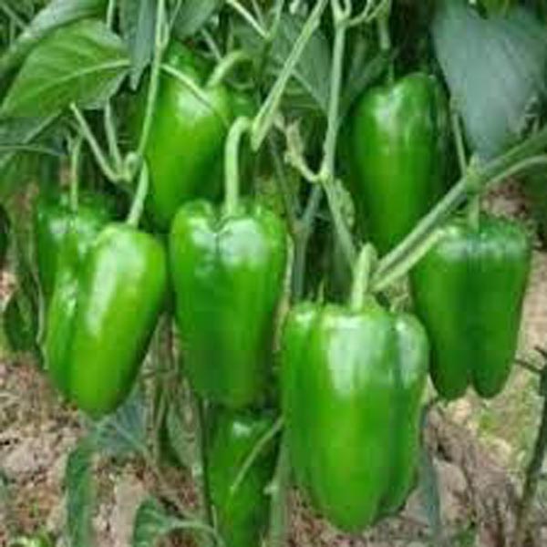शिमला मिर्च