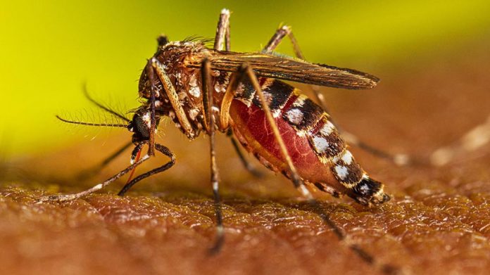 डेंगू से बचाव के लिए क्या करें डेंगू से बचाव के लिए क्या करें