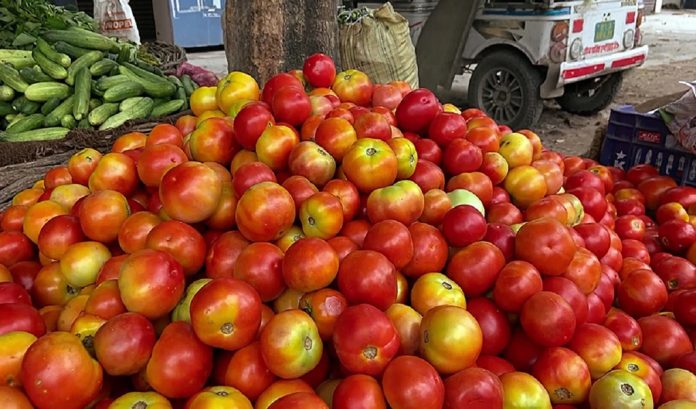 टमाटर टमाटर