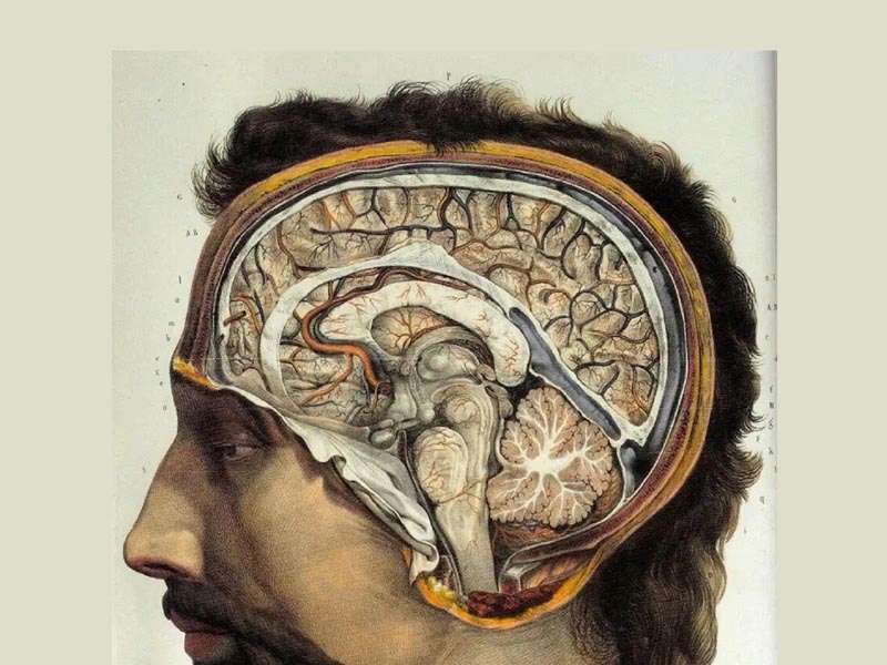 मस्तिष्क के स्वास्थ्य को बढ़ावा देता है