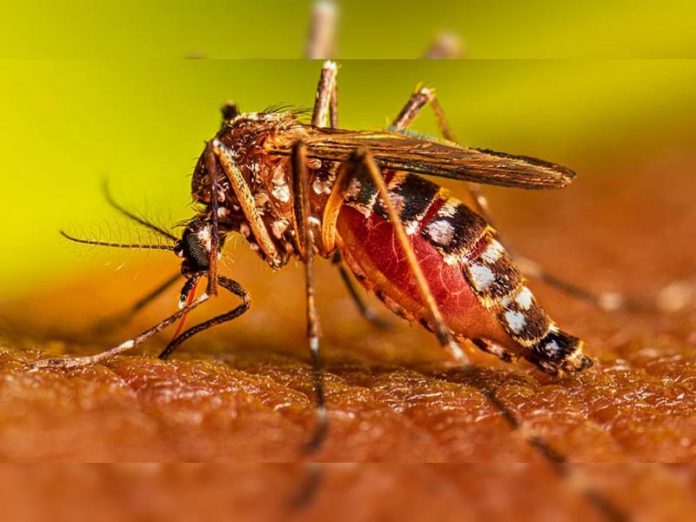 क्या हैं डेंगू के लक्षण क्या हैं डेंगू के लक्षण