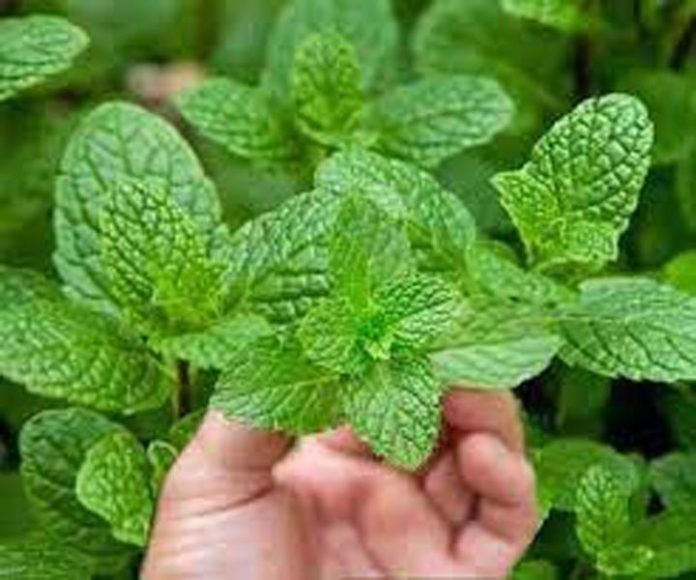 पुदीने का होममेड फेस पैक्स पुदीने का होममेड फेस पैक्स