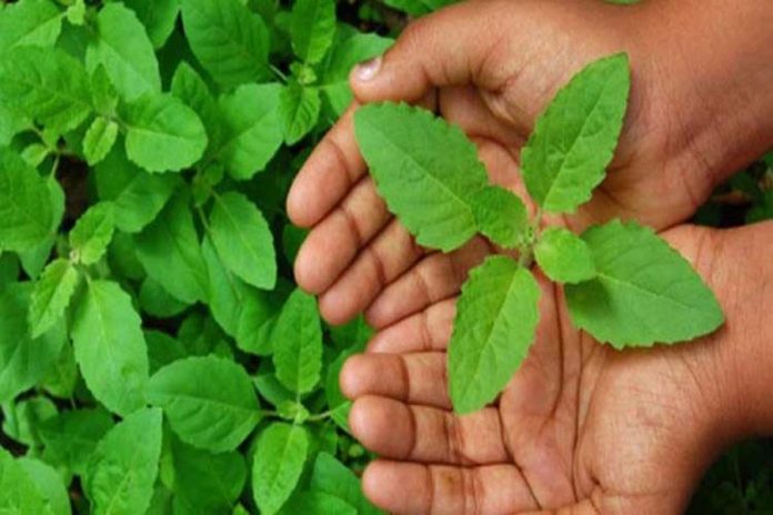 तुलसी के पत्तों का बालों पर इस्तेमाल