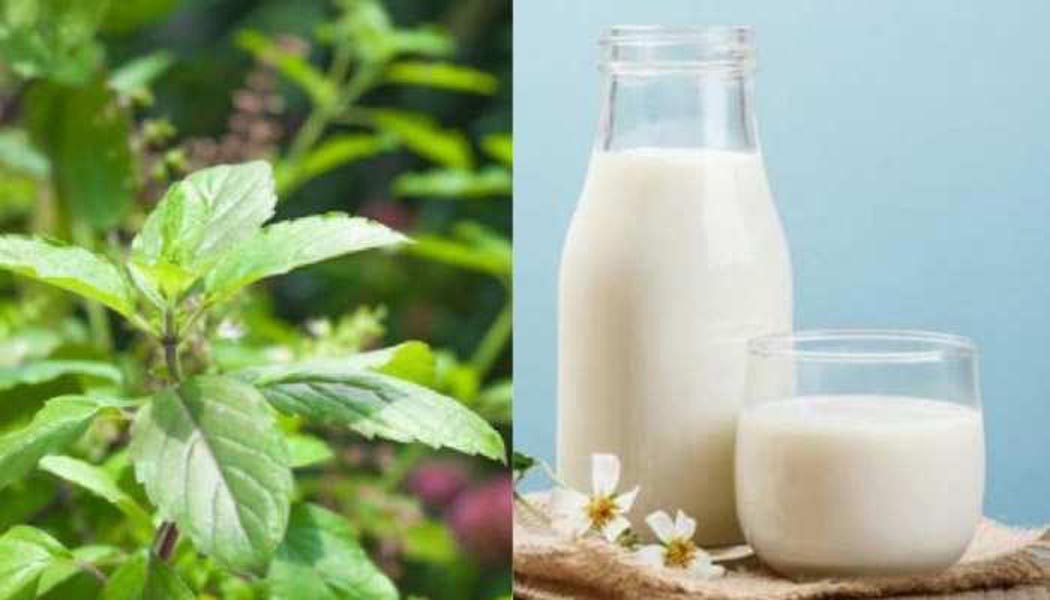 तुलसी और नारियल का दूध