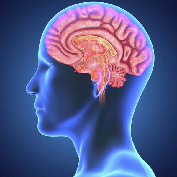 मस्तिष्क के लिए फायदेमंद