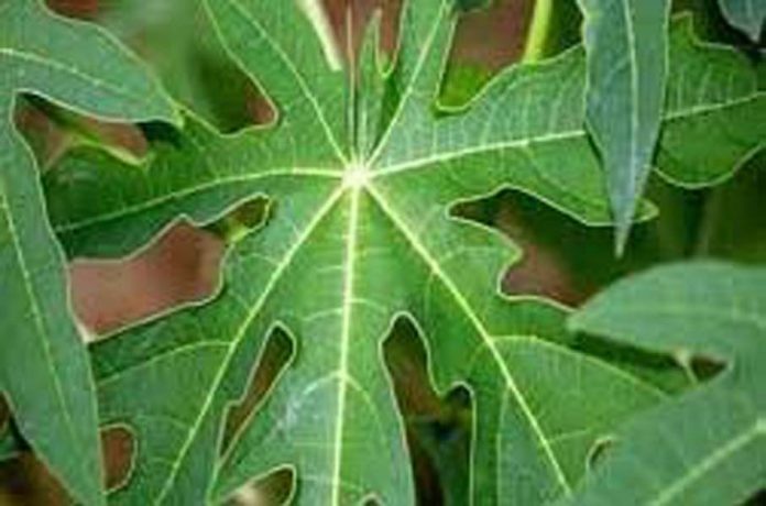 पपीते के पत्तों का जूस पपीते के पत्तों का जूस