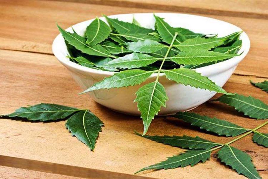 नीम की पत्तियां