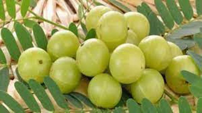 आंवला खाने के फायदे आंवला खाने के फायदे