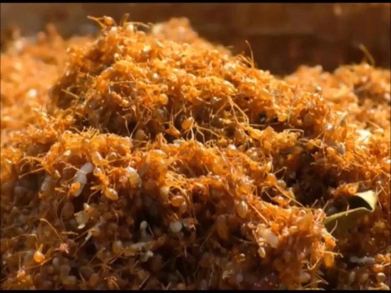 ओडिशा की चटनी