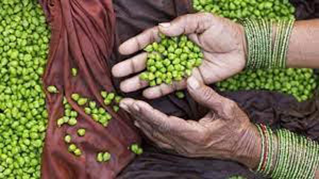 हरा चना