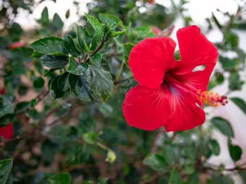 गुड़हल