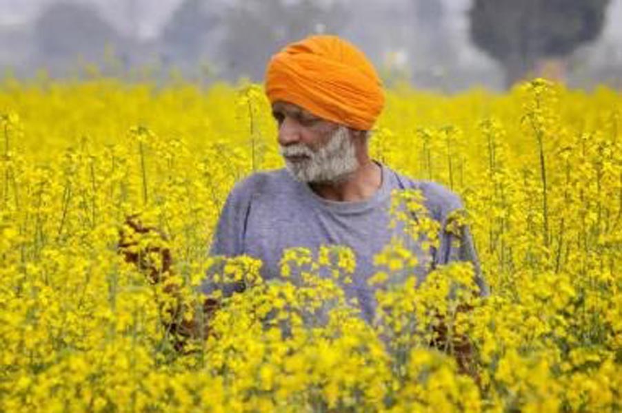 सरसों का साग