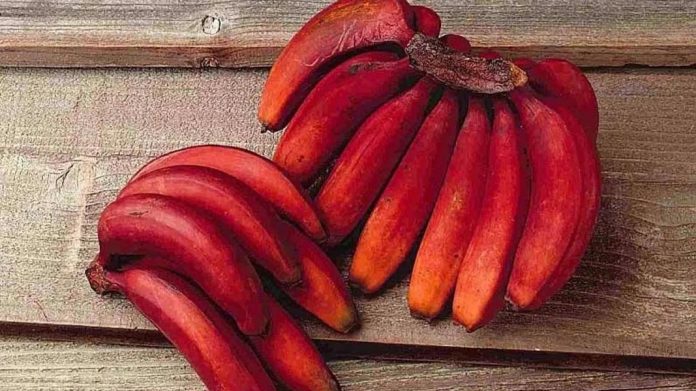 लाल केला लाल केला