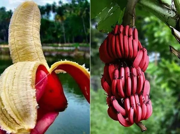 लाल केला