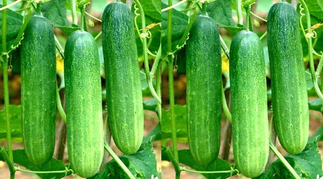 खीरा