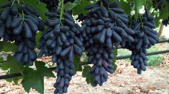 लाल अंगूर